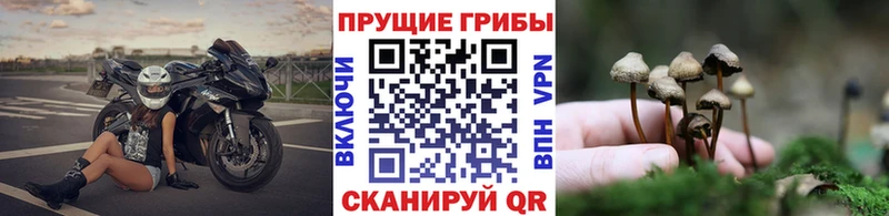 Псилоцибиновые грибы ЛСД Пушкино
